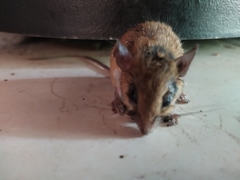 Peromyscus yucatanicus