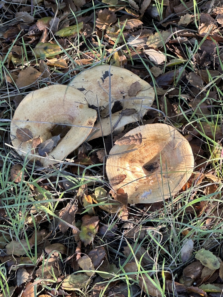 Lactarius alnicola · November 2025 · photo: © irinamitine (iNaturalist, cc-by)