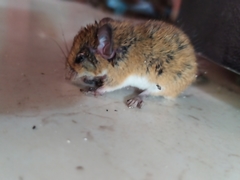 Peromyscus yucatanicus