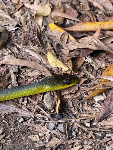 Common Tree Snake sighting