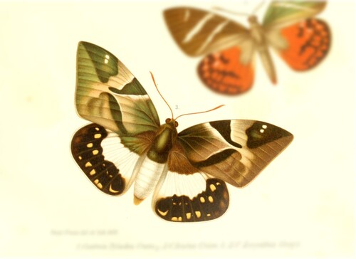 Synpalamides zerynthia