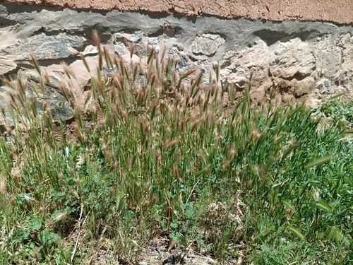 wall barley