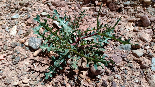 Lactuca undulata