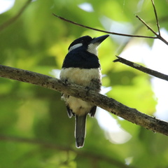 Notharchus pectoralis image