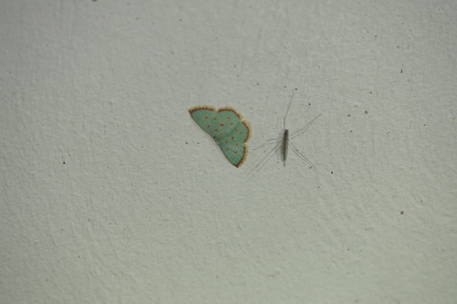 Pink-laced Emerald