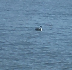 Aechmophorus occidentalis