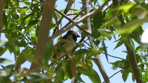 House Sparrow