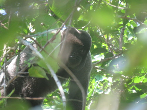 Gray Woolly Monkey