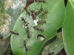 Dolichoderus attelaboides