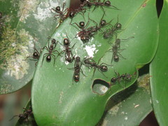 Dolichoderus attelaboides
