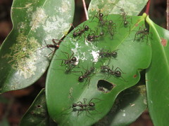 Dolichoderus attelaboides