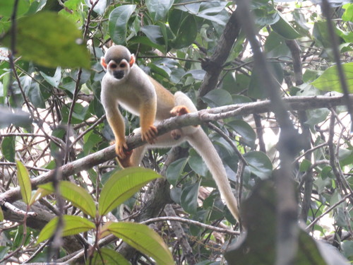 Golden-backed Squirrel Monkey