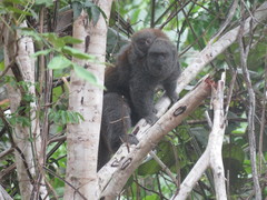 Ashy Titi photo 2