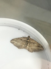 Costaconvexa polygrammata