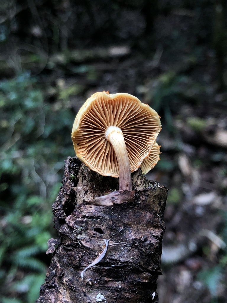 Gymnopilus dilepis · November 2025 · photo: © samb0 (iNaturalist, cc-by)