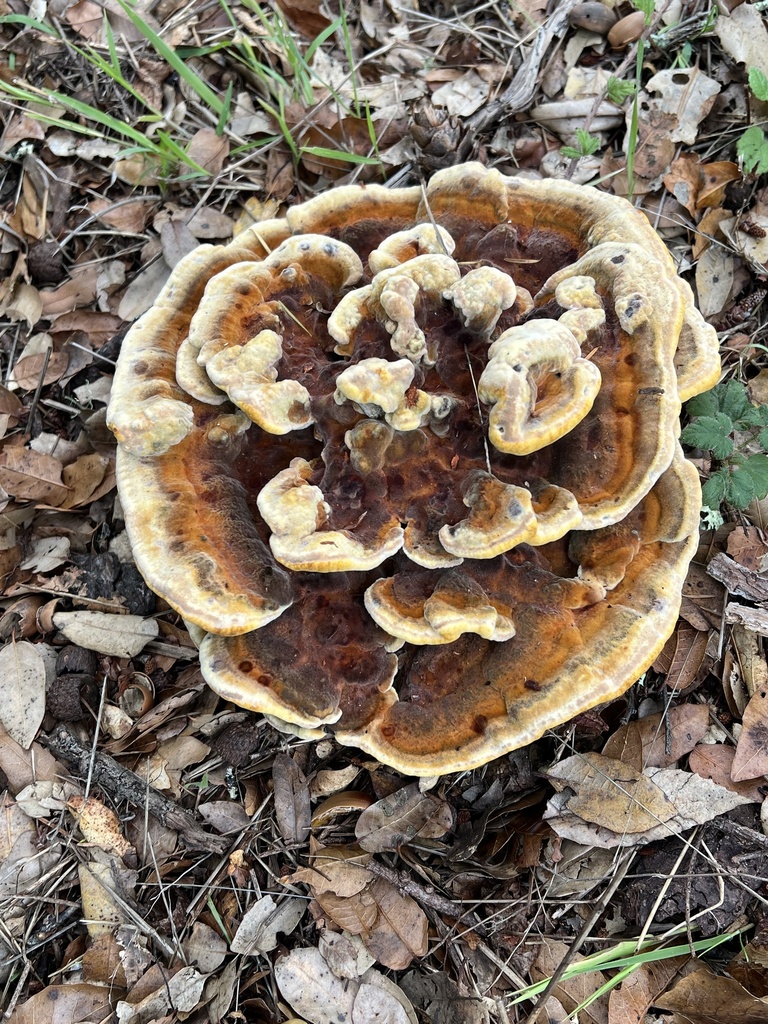 Phaeolus hispidoides · November 2025 · photo: © a_coturnix (iNaturalist, cc0)