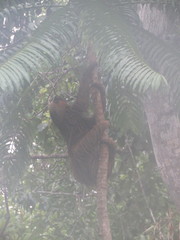 Choloepus didactylus