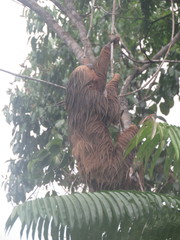 Choloepus didactylus