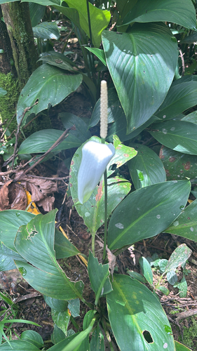 Canna-Leaf Peace Lily (Spathiphyllum cannifolium)