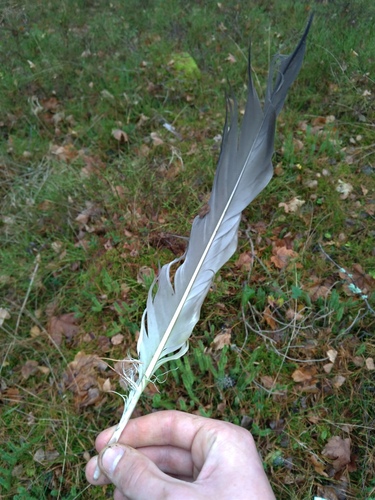 Plume de Grue cendrée