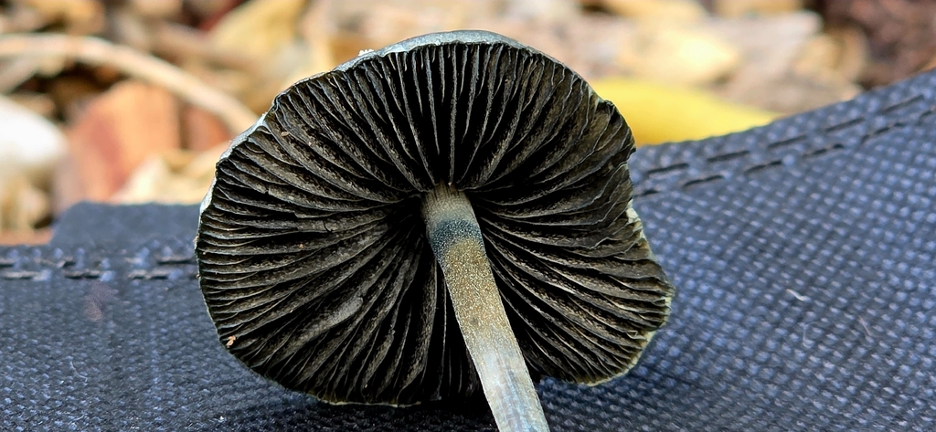 Panaeolus cyanescens · November 2025 · photo: © rotceh_dnih (iNaturalist, cc-by)