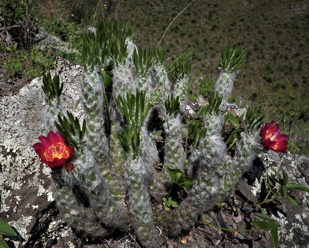 Austrocylindropuntia vestita