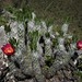 Austrocylindropuntia vestita - Photo (c) Francisco Cornell, some rights reserved (CC BY-NC), uploaded by Francisco Cornell
