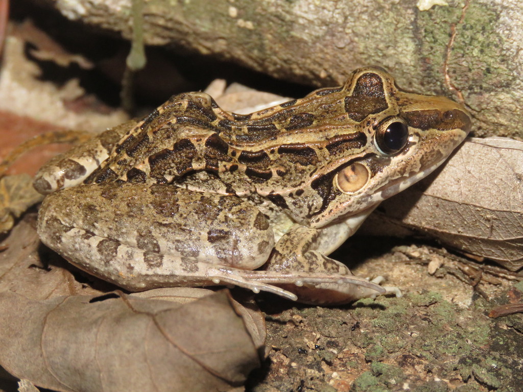 Miranda's White-Lipped Frog