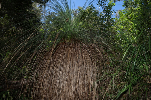 Queensland Grasstree (Xanthorrhoea glauca)