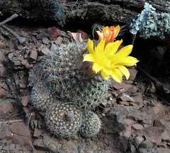 Parodia saint-pieana