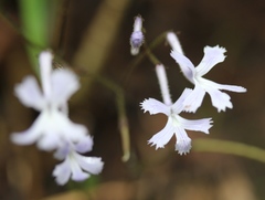 Streptocarpus pentherianus