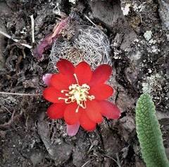 Trichocereeae