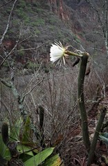 Trichocereus thelegonoides