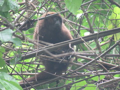 Plecturocebus brunneus