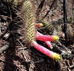 Cleistocactus smaragdiflorus