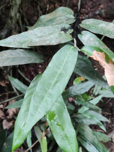 kambakam (Hopea ponga)