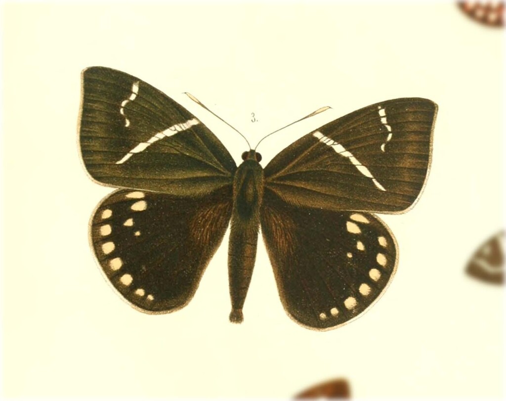 Eupalamides boliviensis