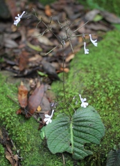 Streptocarpus pentherianus