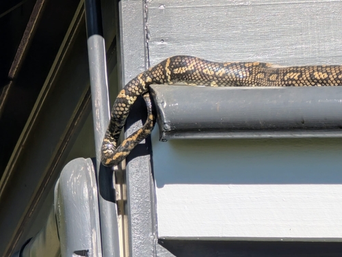 Coastal Carpet Python sighting