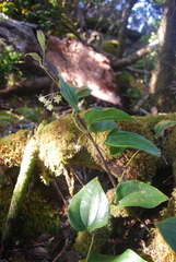 Smilax melastomifolia
