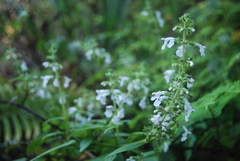 Stachydeae