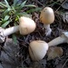 Amanita contui - Photo (c) Kim Potapov, algunos derechos reservados (CC BY-NC-SA), subido por Kim Potapov