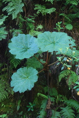 Gunnera kauaiensis