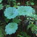 Gunnera kauaiensis - Photo (c) Aaron Hulsey, some rights reserved (CC BY-NC), uploaded by Aaron Hulsey