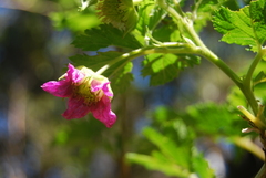 Rubus hawaiensis