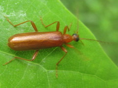 Dendroides