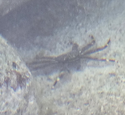 Percnon planissimum observed 2025-11-21