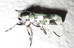 Ethioterpia marmorata