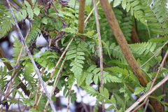 Dryopteris carthusiana