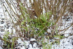 Dryopteris carthusiana